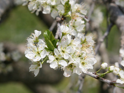 Prunus salicina