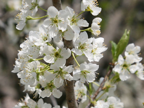 Prunus salicina