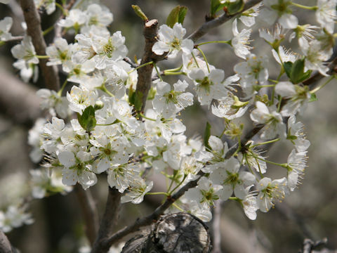 Prunus salicina
