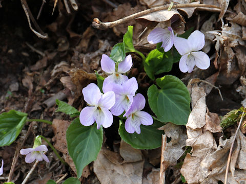 Viola vaginata