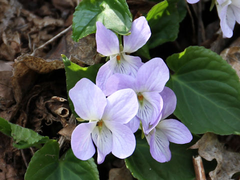 Viola vaginata