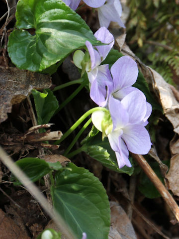 Viola vaginata