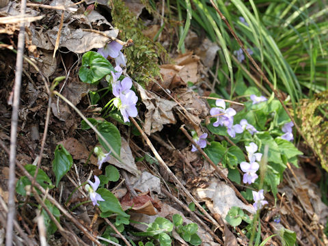 Viola vaginata