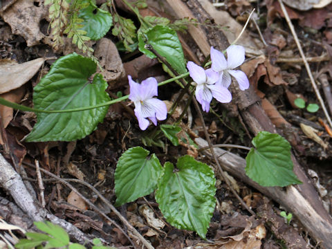 Viola vaginata