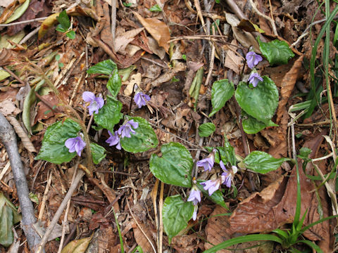 Viola vaginata