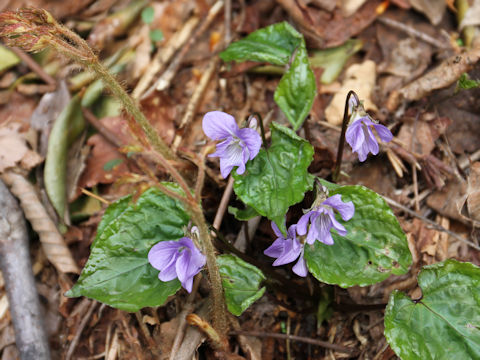 Viola vaginata