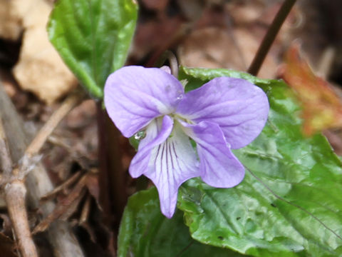 Viola vaginata