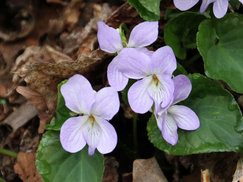 Viola vaginata