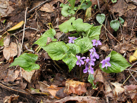 Viola vaginata