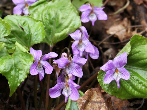 Viola vaginata