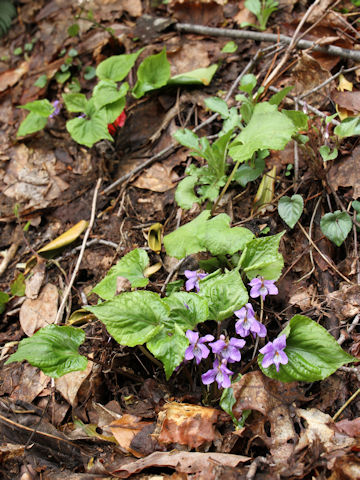 Viola vaginata