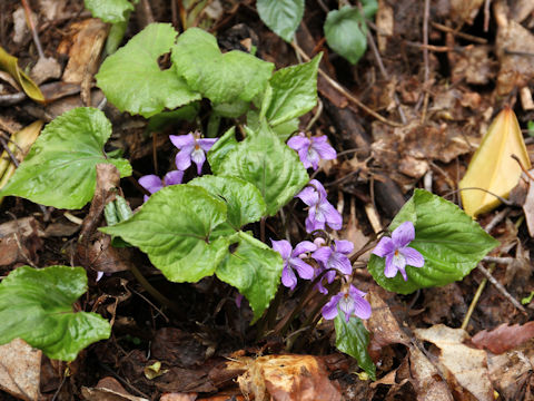 Viola vaginata