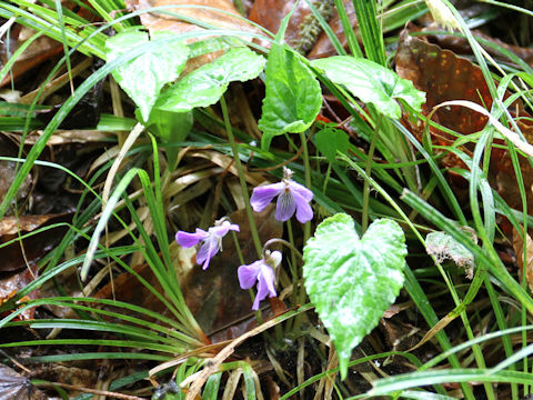 Viola vaginata