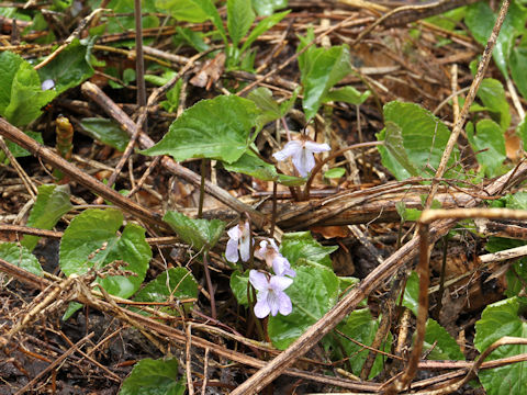 Viola vaginata