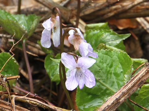 Viola vaginata