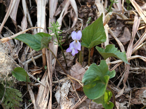 Viola vaginata