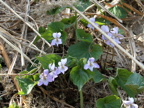 Viola vaginata