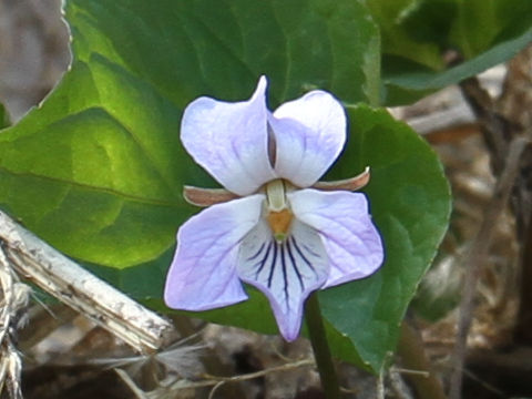 Viola vaginata