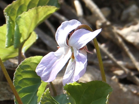 Viola vaginata