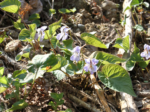 Viola vaginata