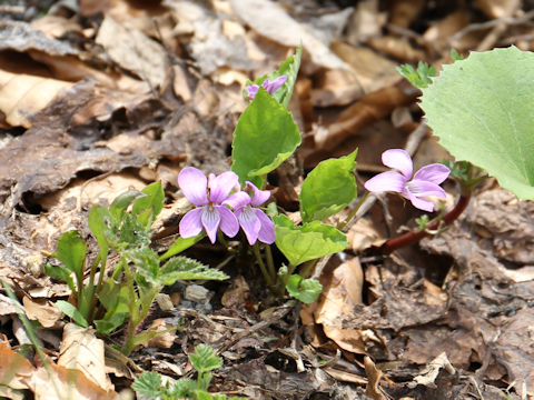 Viola vaginata