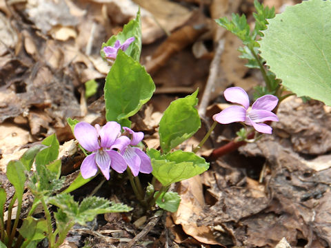 Viola vaginata