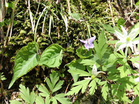 Viola vaginata