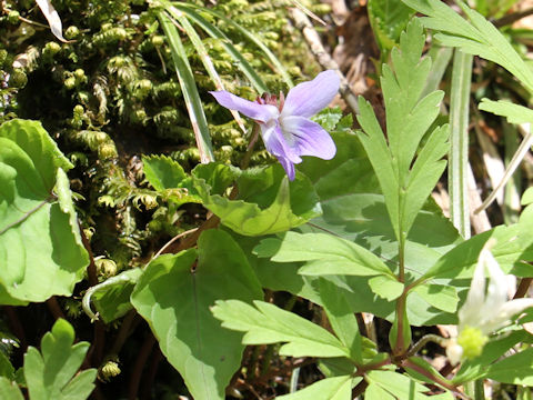 Viola vaginata