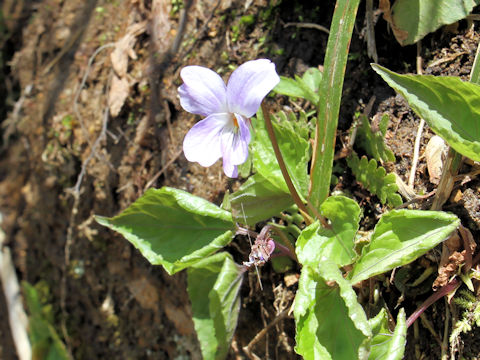 Viola vaginata