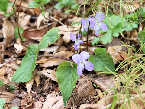 Viola vaginata