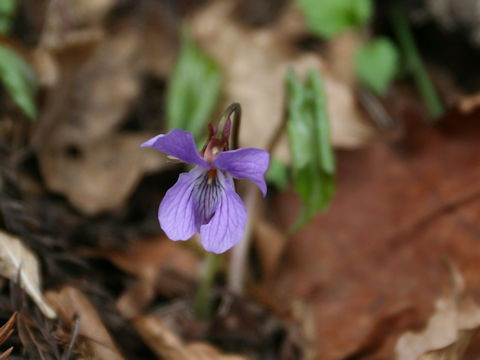 Viola vaginata