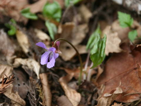 Viola vaginata