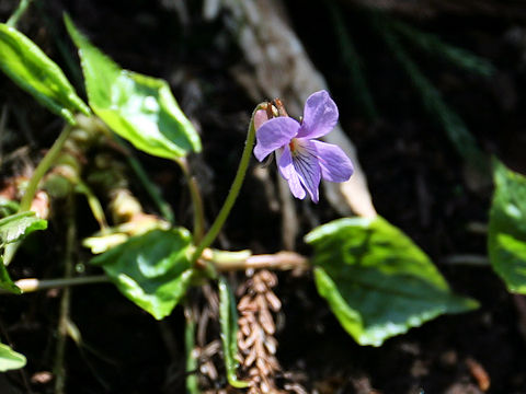 Viola vaginata