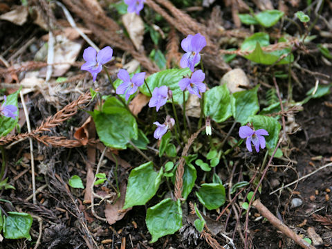 Viola vaginata