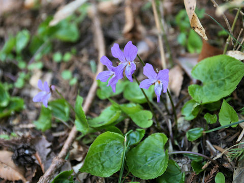 Viola vaginata