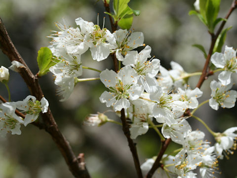 Prunus salicina cv. Santa Rosa