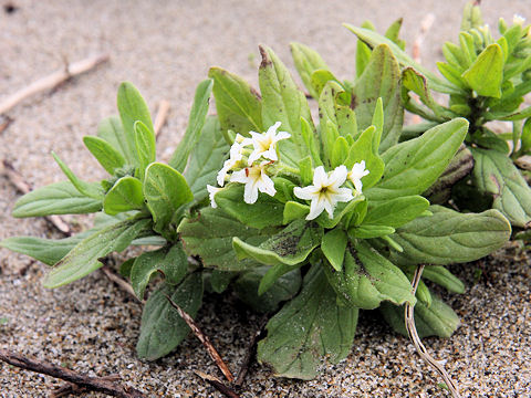 Messerschmidia sibirica