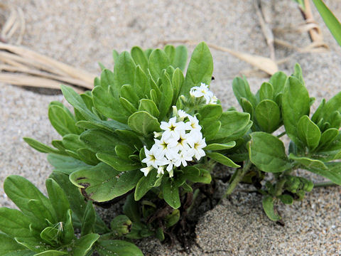 Messerschmidia sibirica