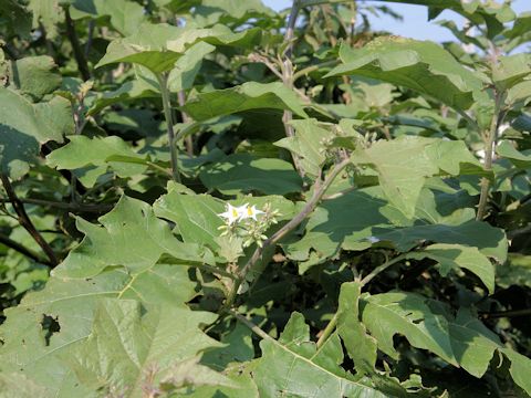 Solanum torvum