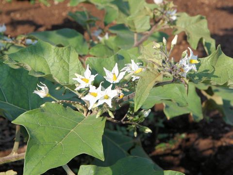 Solanum torvum