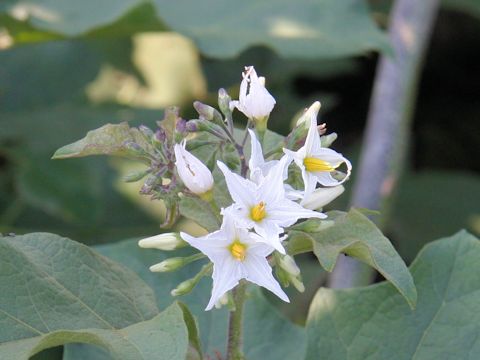 Solanum torvum