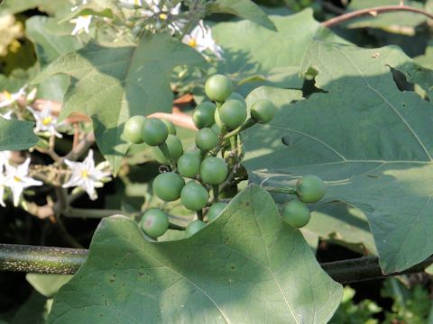 Solanum torvum