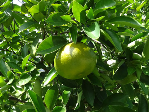 Citrus reticulata cv. Sunburst