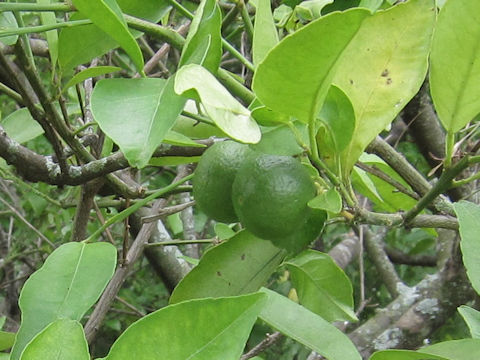 Citrus reticulata cv. Sunburst