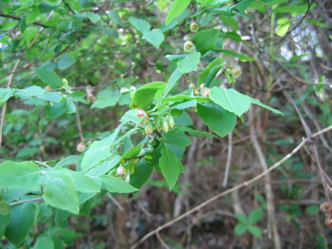 Vaccinium smallii var. glabrum