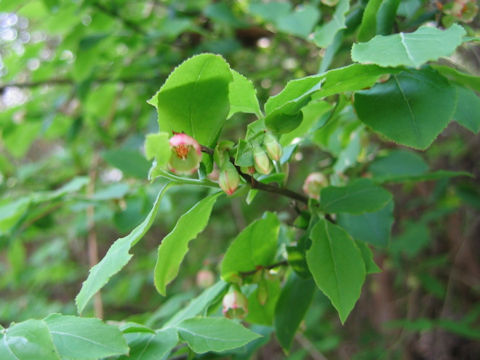 Vaccinium smallii var. glabrum