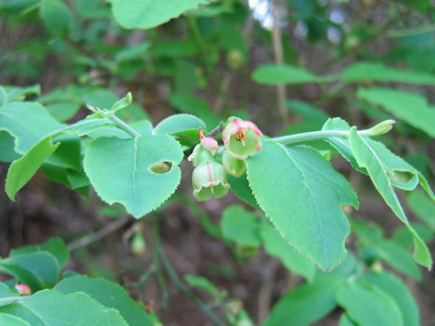 Vaccinium smallii var. glabrum