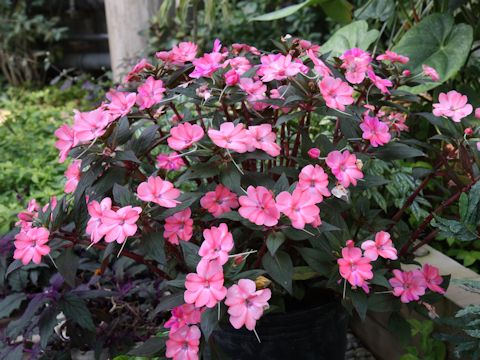 Impatiens cv. Sun Patience