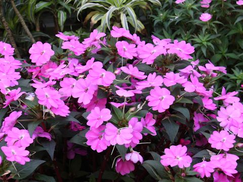 Impatiens cv. Sun Patience