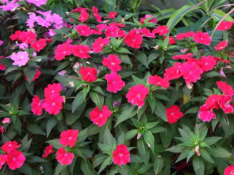 Impatiens cv. Sun Patience